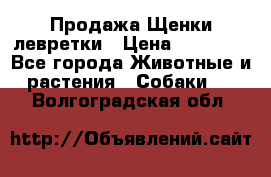 Продажа Щенки левретки › Цена ­ 40 000 - Все города Животные и растения » Собаки   . Волгоградская обл.